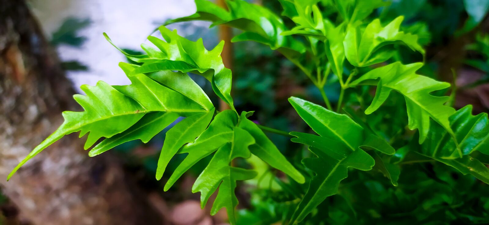 Xiaomi Redmi Note 8 sample photo. Green, leaf, little leaf photography