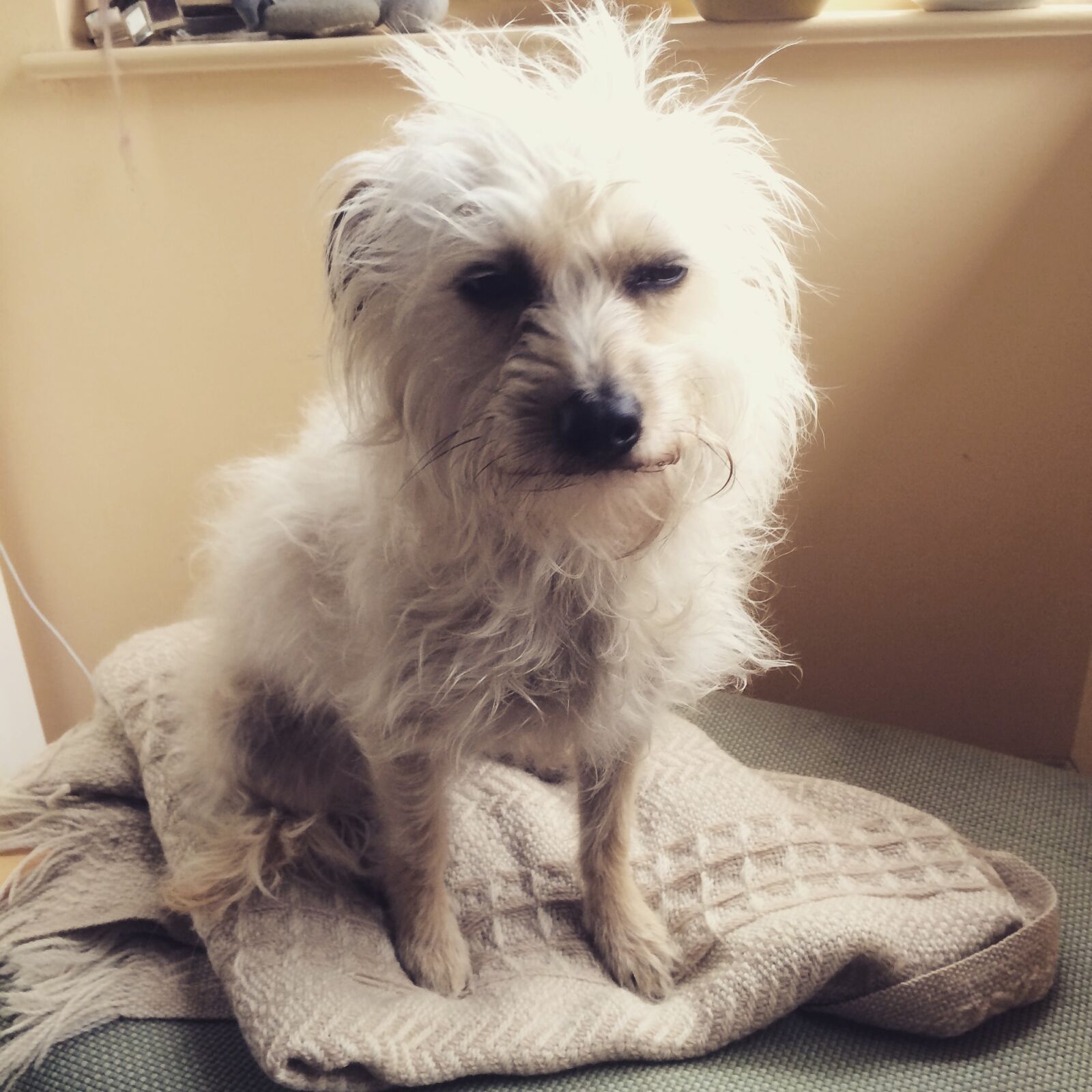 Apple iPhone 5s sample photo. Dog, grumpy, pet photography