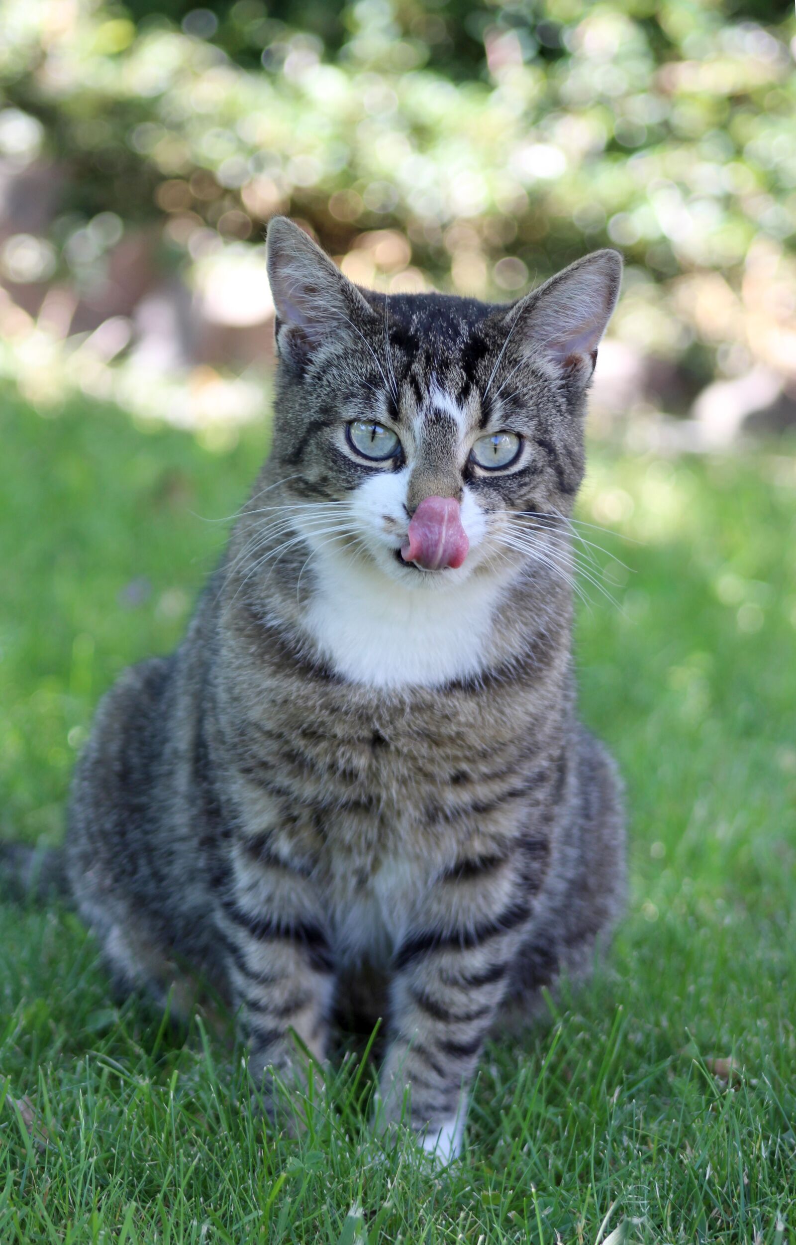 Canon EOS 1300D (EOS Rebel T6 / EOS Kiss X80) + Canon EF 75-300mm f/4-5.6 sample photo. Cat, tongue, grey photography