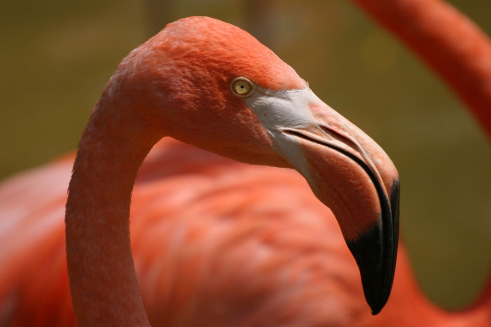 Canon EOS 10D sample photo. Flamingo, bird, pink photography