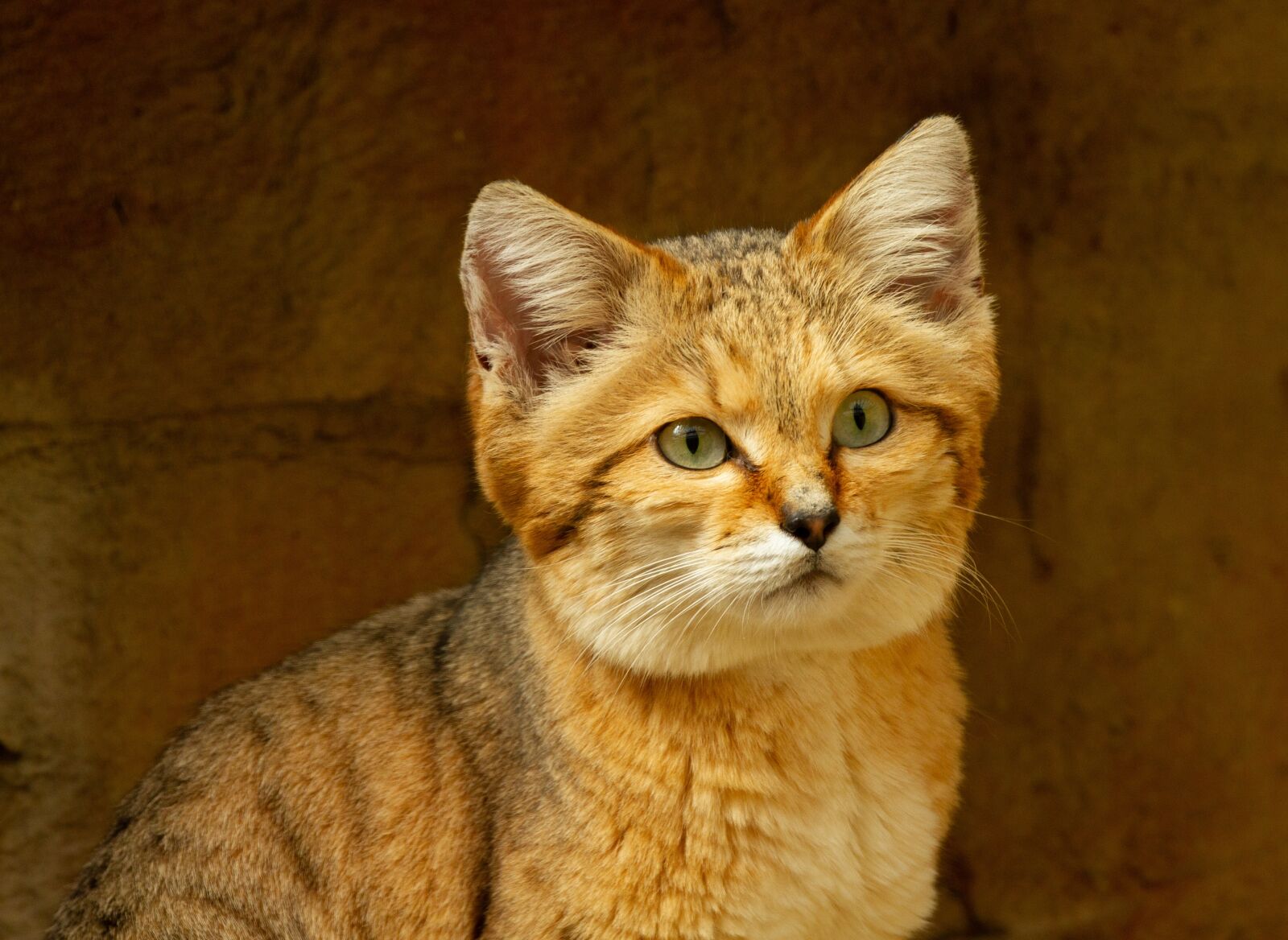 Canon EOS 7D sample photo. Desert, cat, feline photography