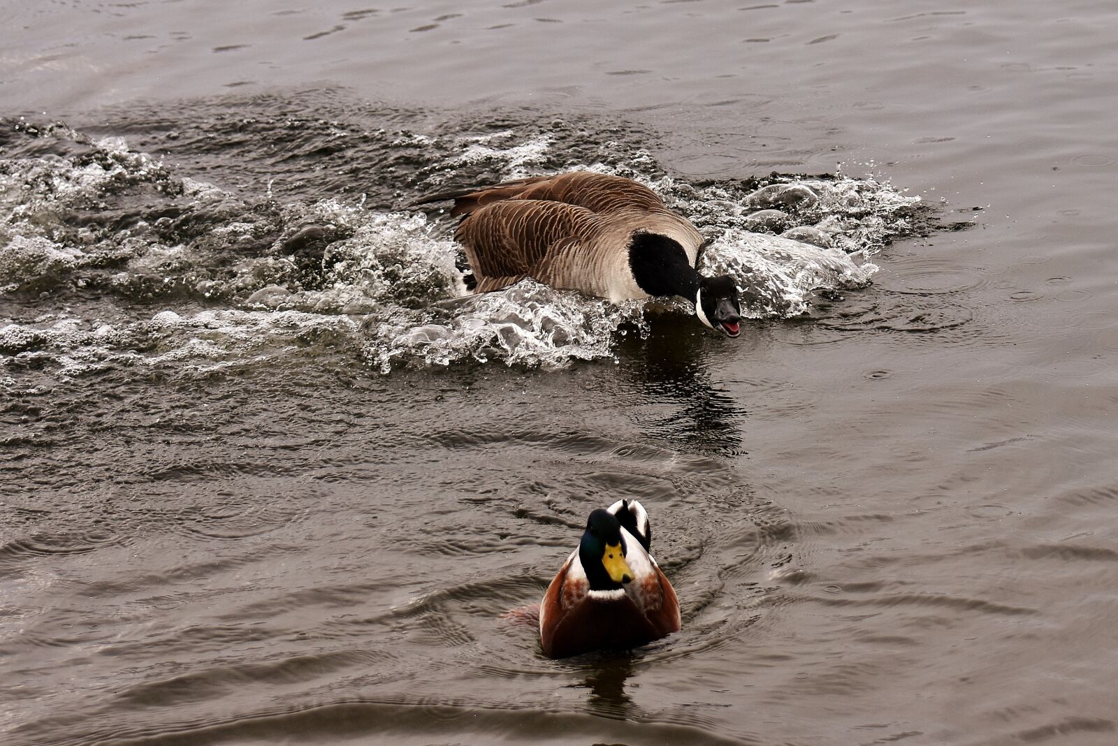 Nikon D7200 sample photo. Attack, goose, duck photography