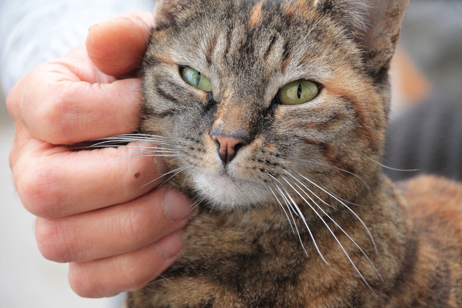 Canon EOS 1100D (EOS Rebel T3 / EOS Kiss X50) sample photo. Cat, pet, cat face photography
