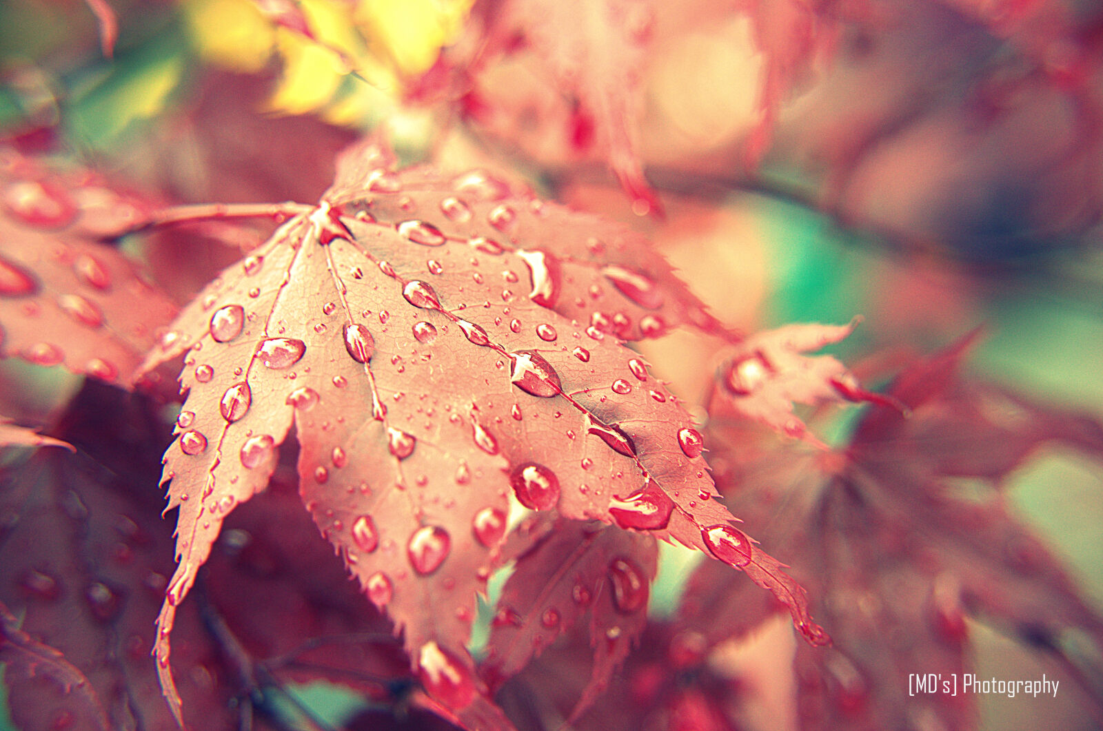 Nikon D5100 sample photo