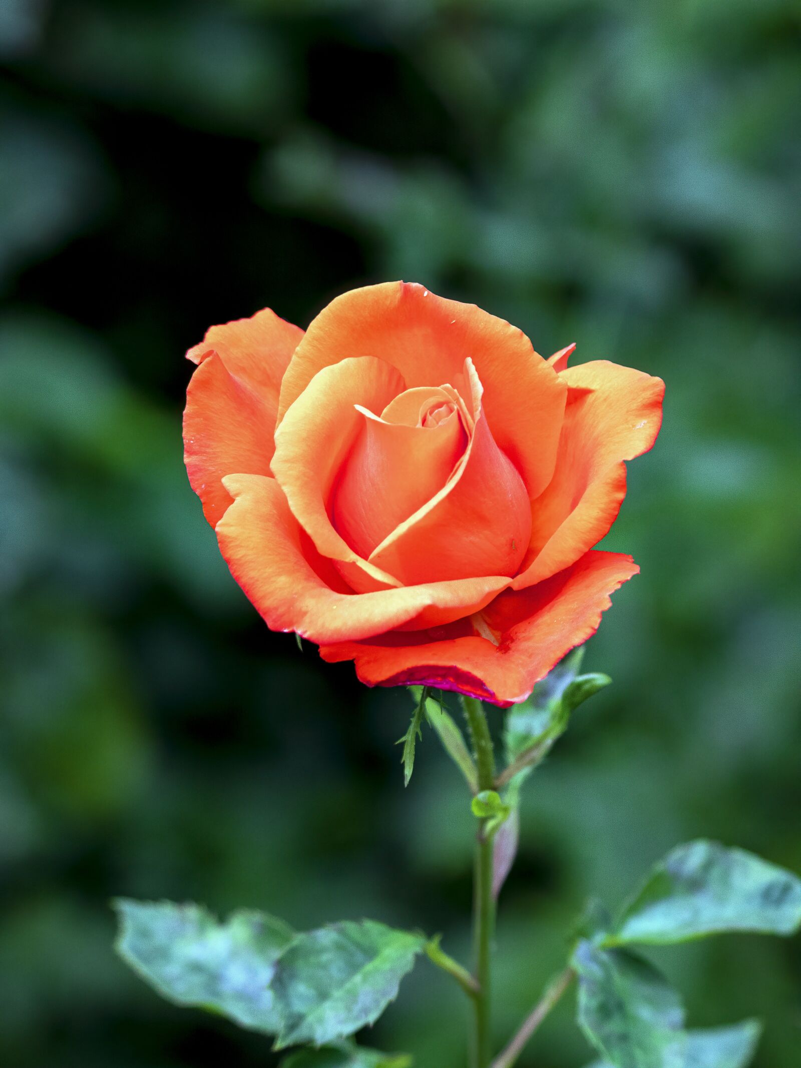 Sigma 100-400mm F5-6.3 DG OS HSM sample photo. Rose, bloom, romantic photography
