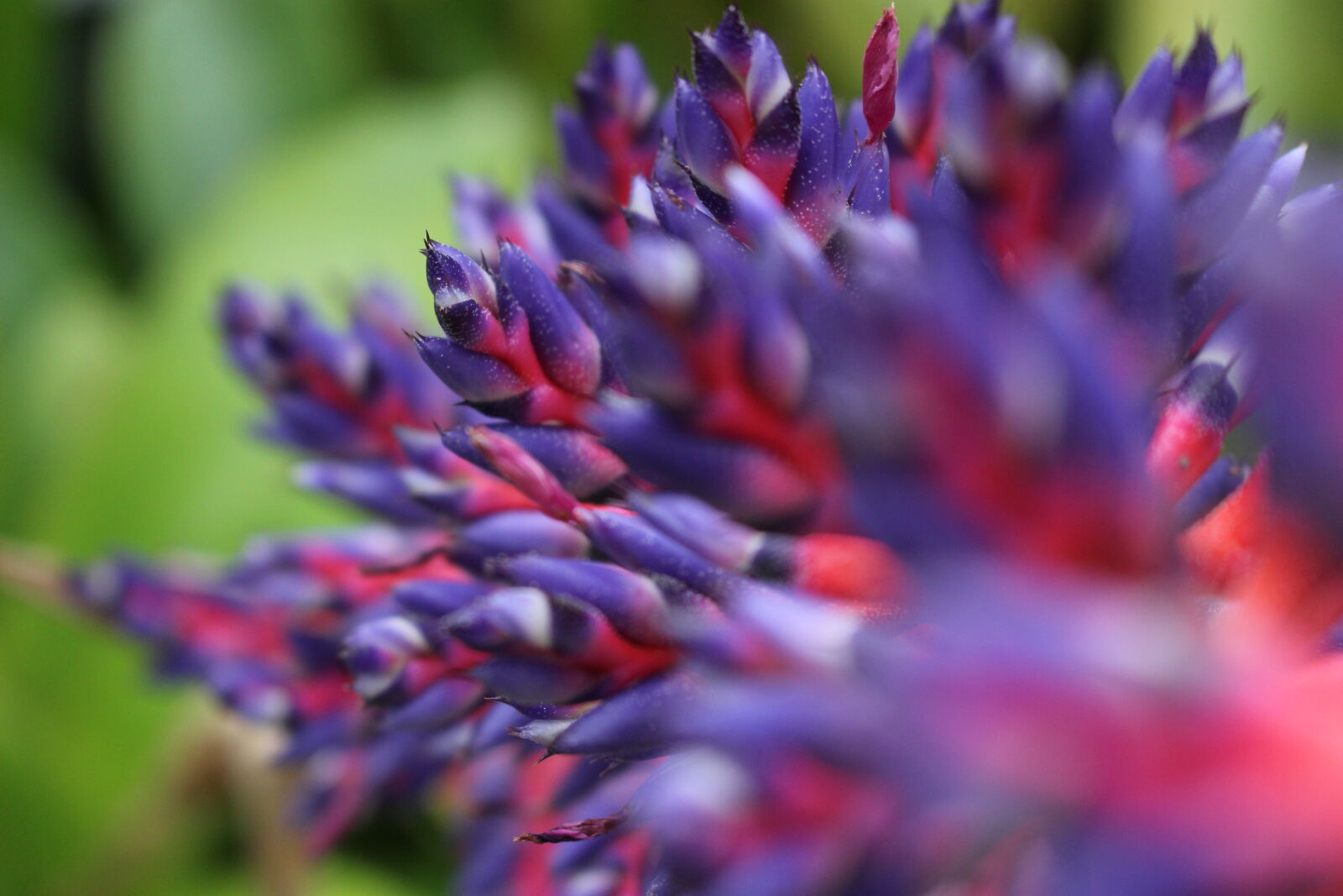 Canon EOS 100D (EOS Rebel SL1 / EOS Kiss X7) sample photo. Exotic, exotic, flower, purple photography