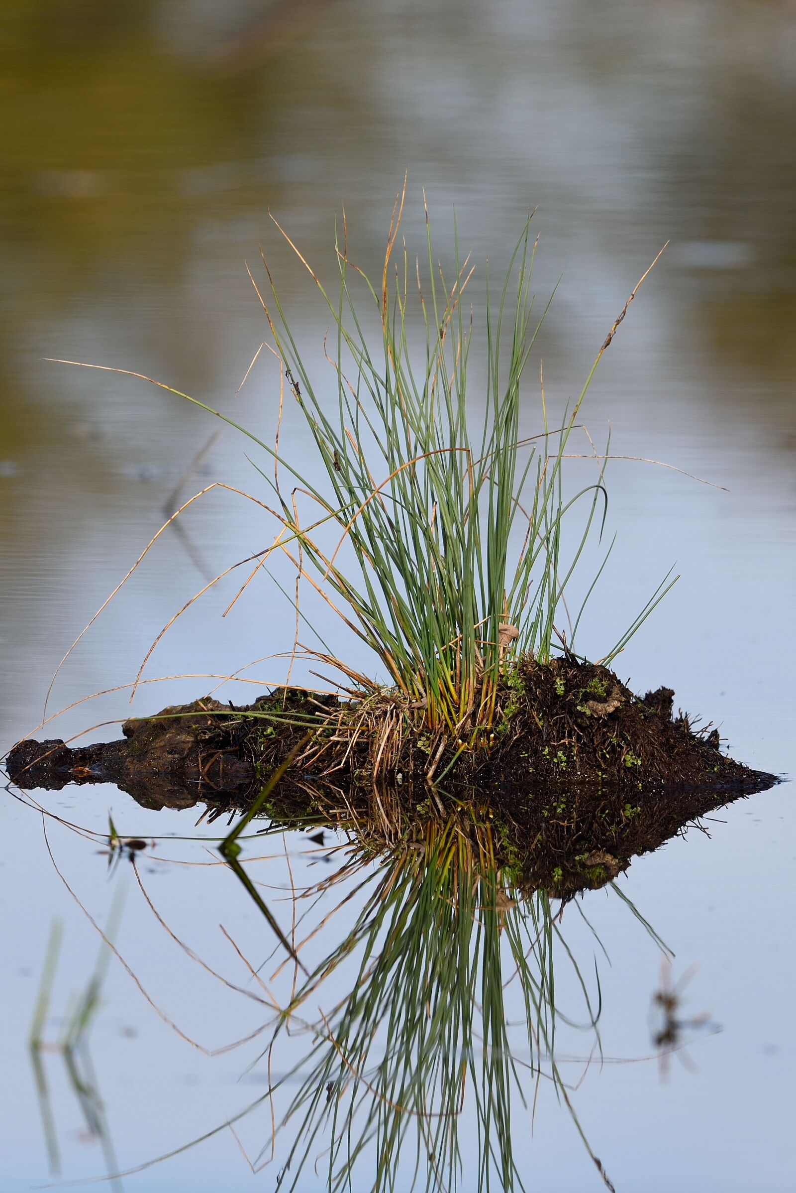 Nikon D750 sample photo. Water, grass, nature photography