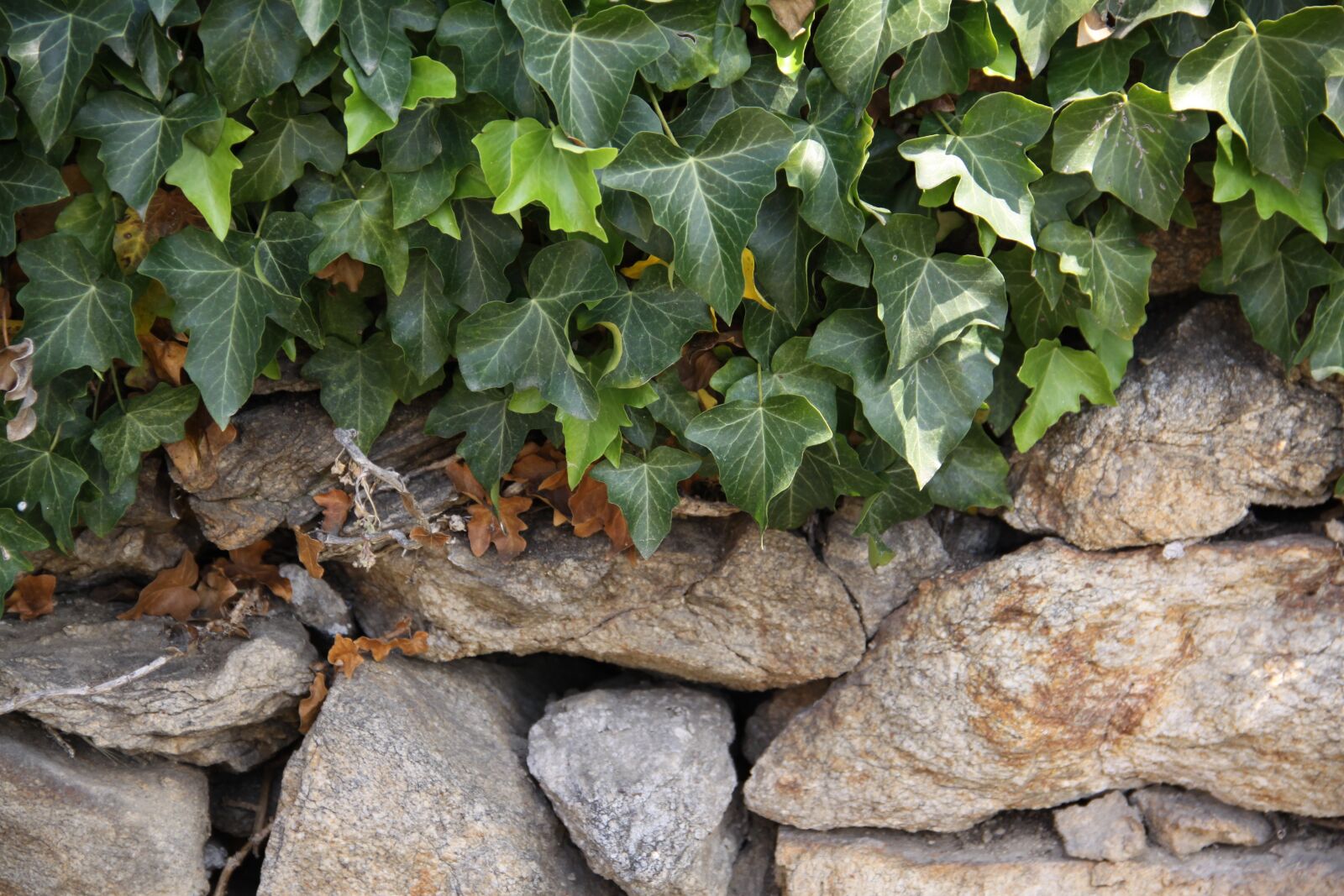 Canon EOS 50D sample photo. Ivy, dry stone wall photography