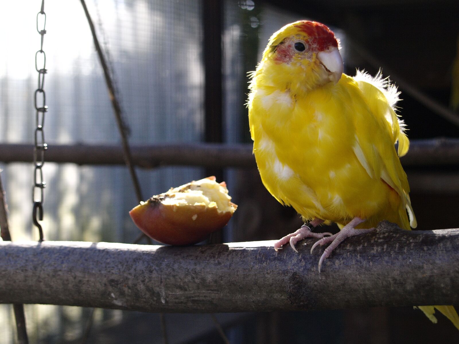 Olympus E-420 (EVOLT E-420) sample photo. Birds, parakeet, yellow photography
