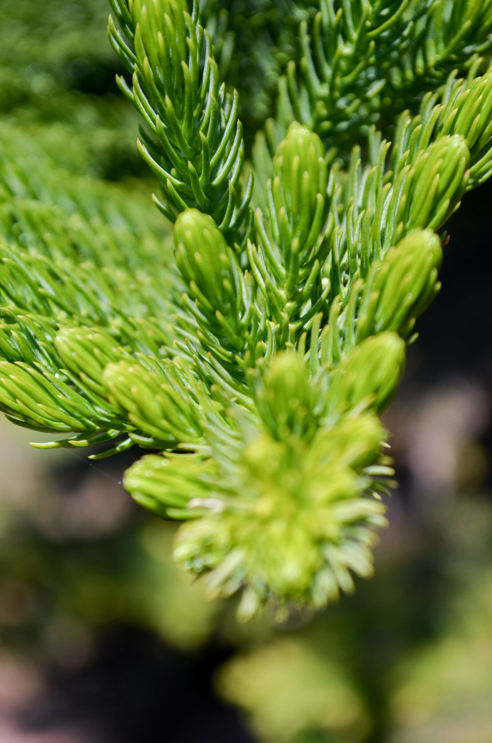 Nikon D5100 sample photo. Colombia, flor, flower, green photography