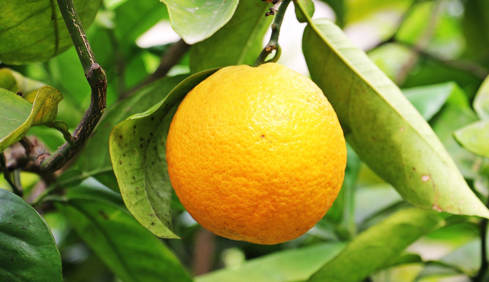 Canon EOS 550D (EOS Rebel T2i / EOS Kiss X4) sample photo. Orange, citrus fruit, fruit photography