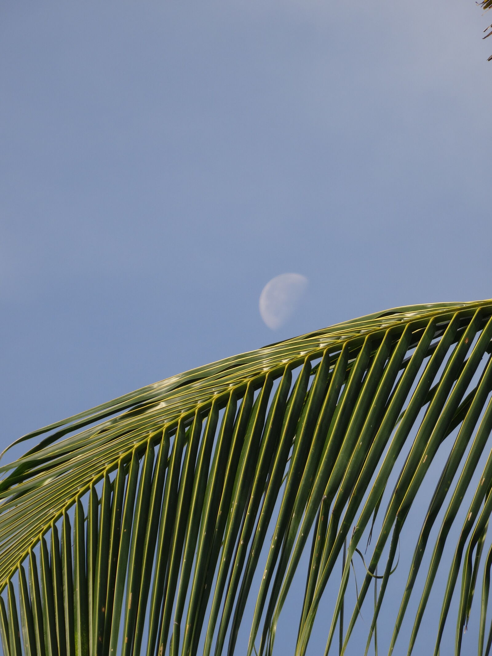 Sony Cyber-shot DSC-HX50V sample photo