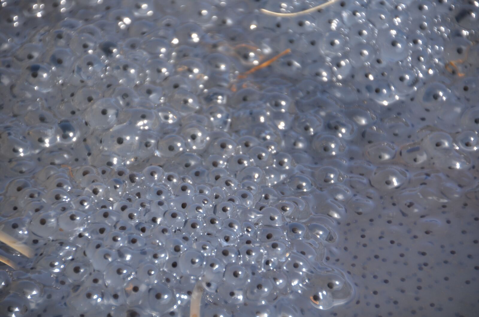 Nikon D7000 sample photo. Frog spawn, frog, spawn photography