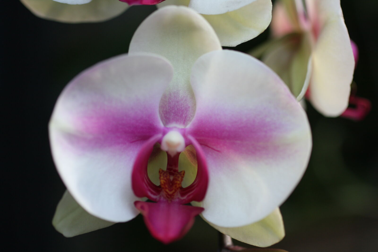 Sigma 50mm f/2.8 EX sample photo