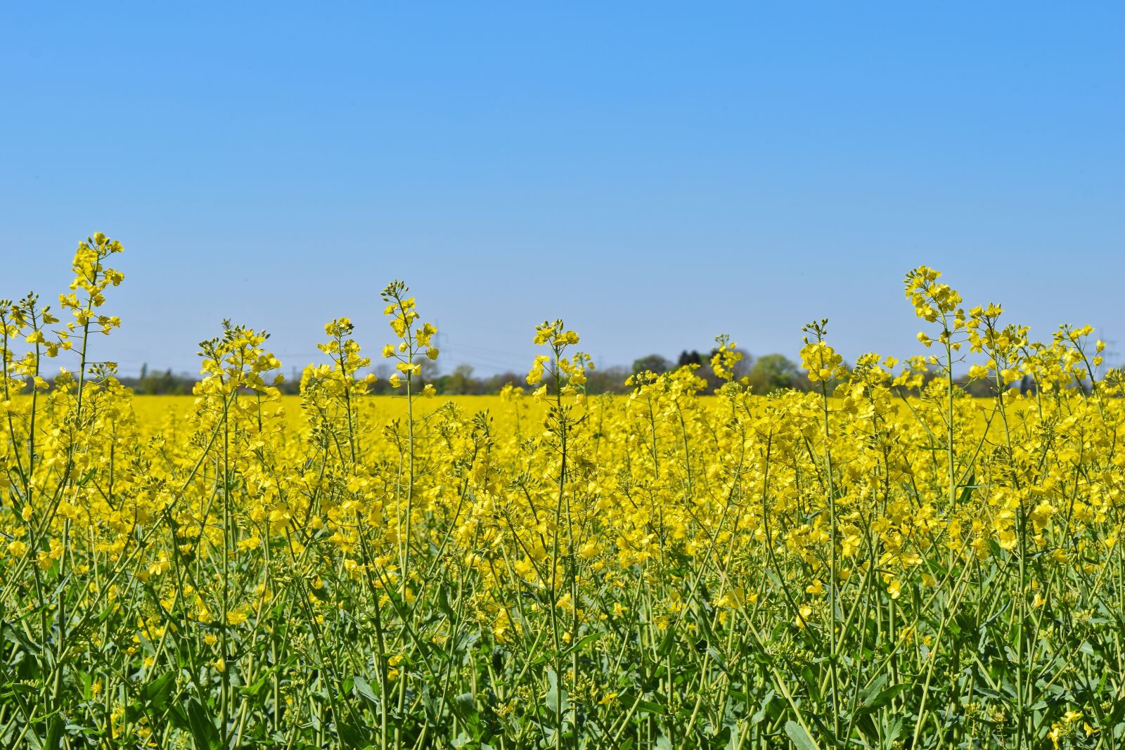 Nikon D3300 sample photo. Field, oilseed rape, yellow photography