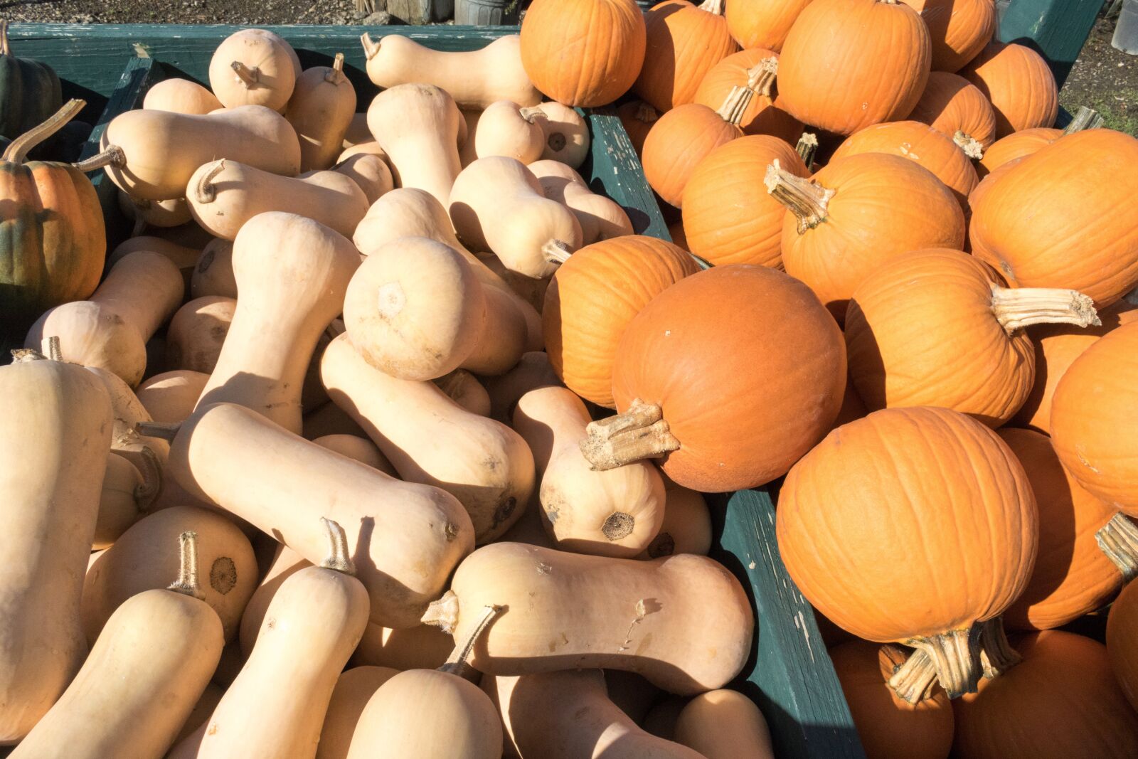Canon EOS 750D (EOS Rebel T6i / EOS Kiss X8i) sample photo. Harvest, autumn, squash photography
