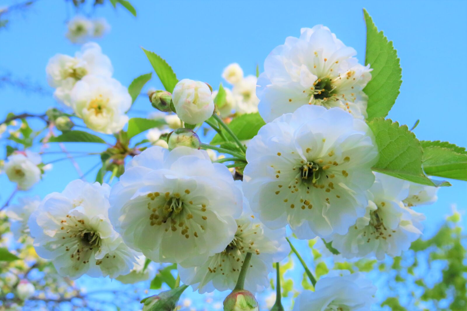 Canon PowerShot SX50 HS sample photo. Flower, nature, plant photography