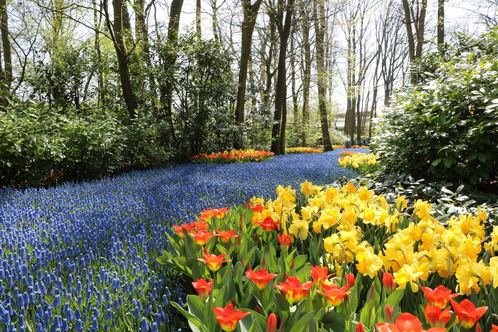 Canon EOS 750D (EOS Rebel T6i / EOS Kiss X8i) sample photo. Park, holland, keukenhof photography