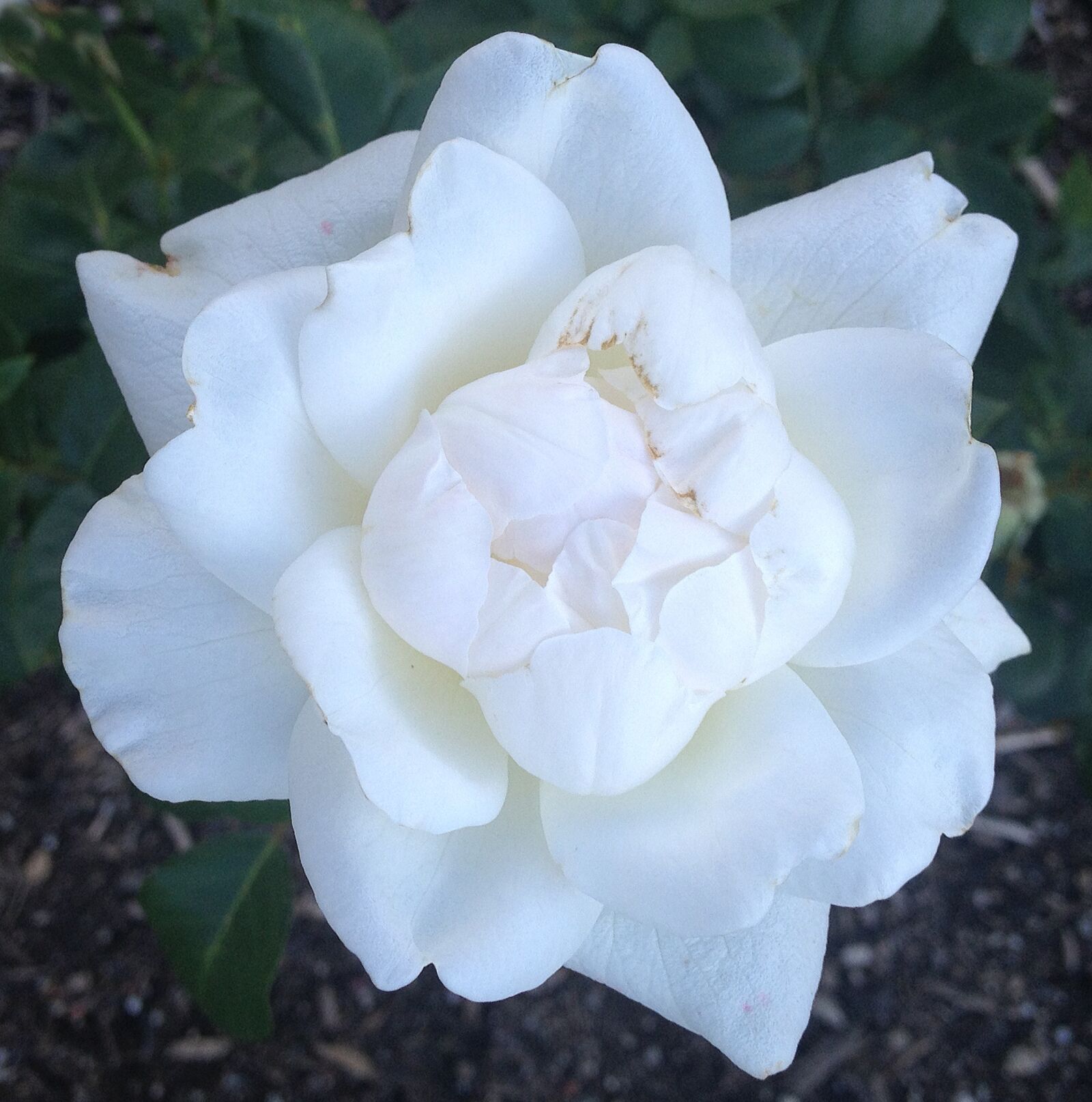Apple iPhone 4S sample photo. Flower, blossom, bloom photography