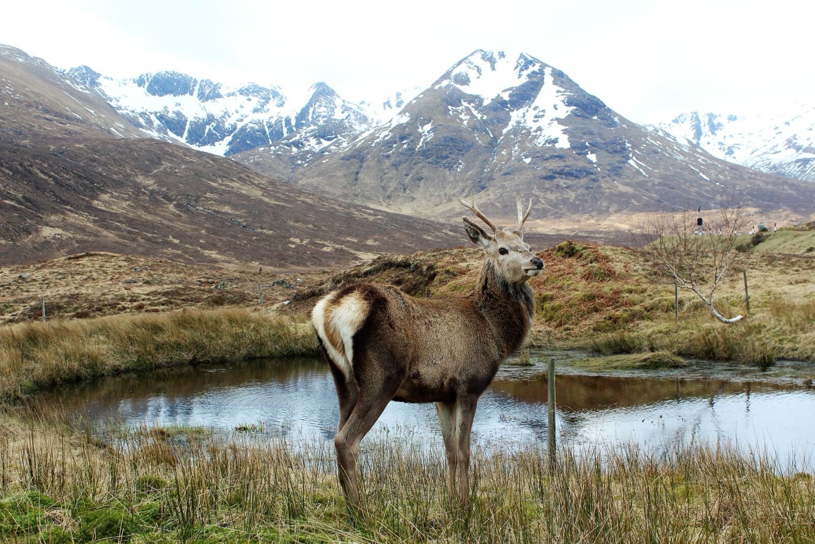 Canon EOS 600D (Rebel EOS T3i / EOS Kiss X5) sample photo. Deer isle of skye photography