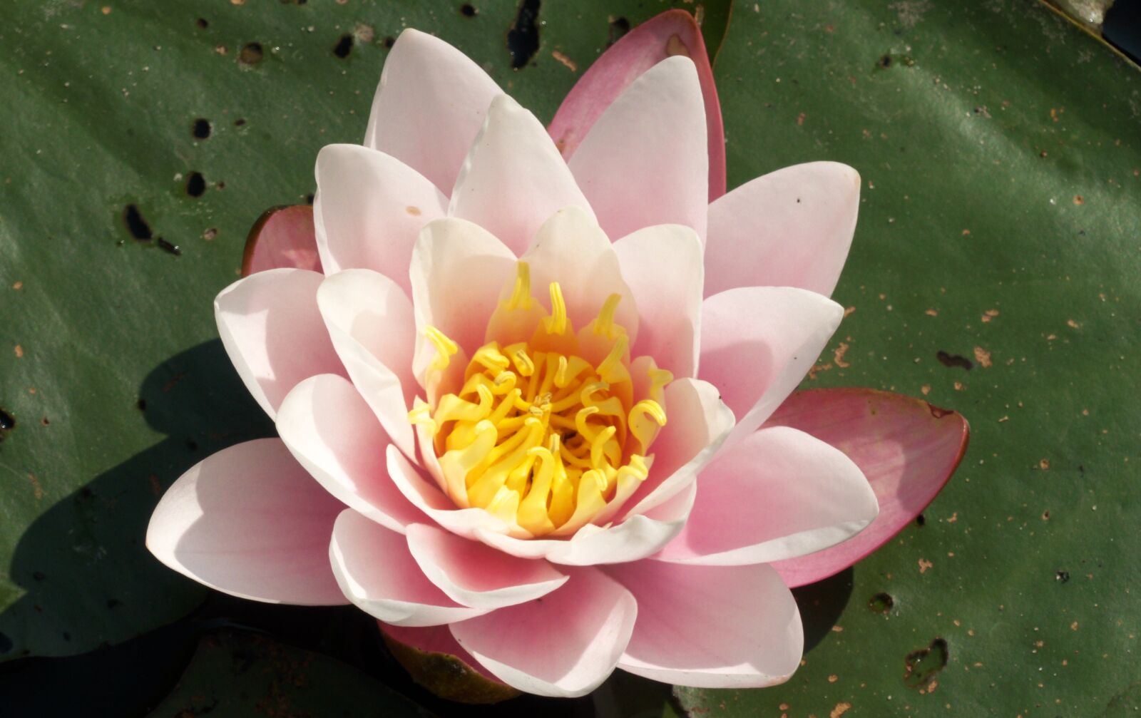 Panasonic Lumix DMC-FZ300 sample photo. Water lily, plant, blossom photography