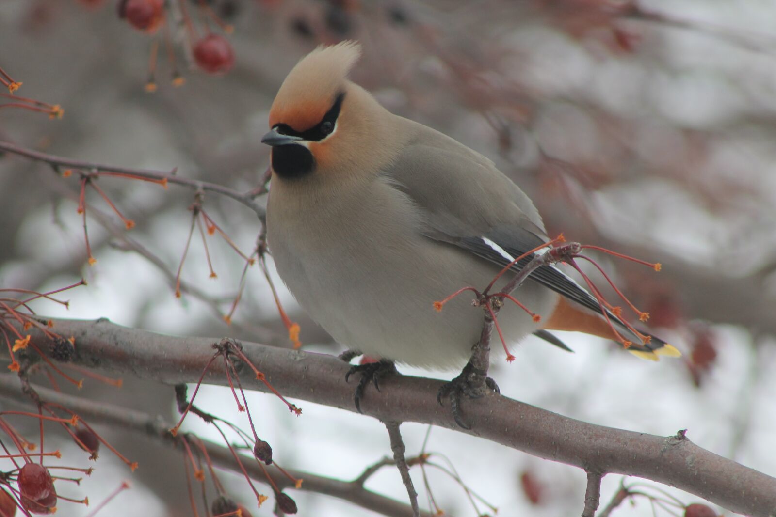 Canon EOS 1100D (EOS Rebel T3 / EOS Kiss X50) sample photo. Bird, spring, nature photography