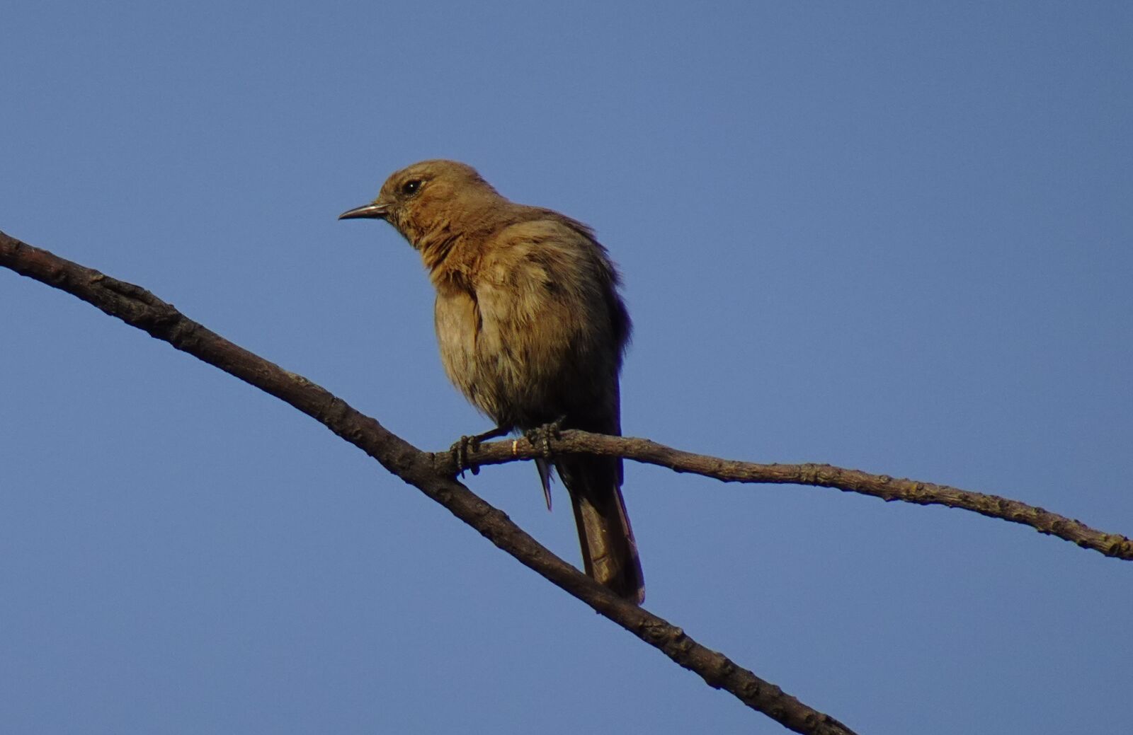 Sony DSC-WX800 sample photo. Bird, brown rock chat photography