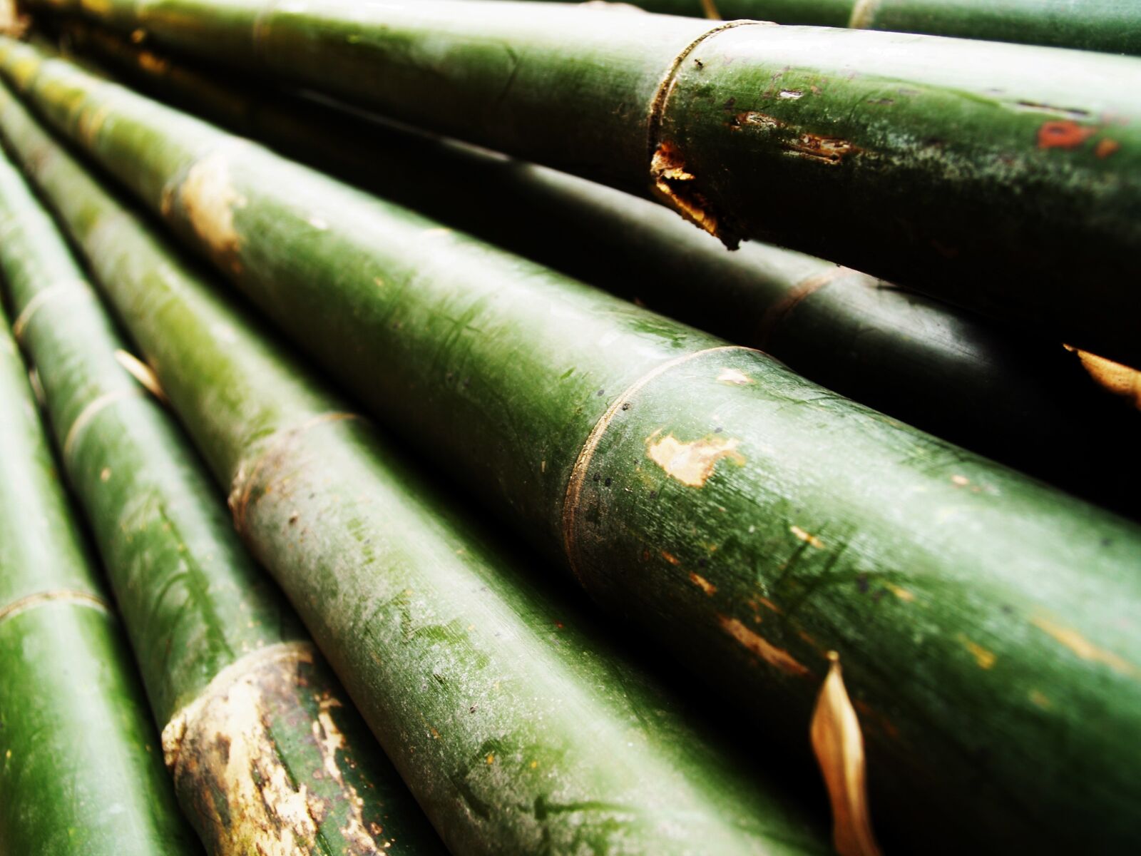 Olympus E-300 (EVOLT E-300) sample photo. Bamboo, forest, japan photography