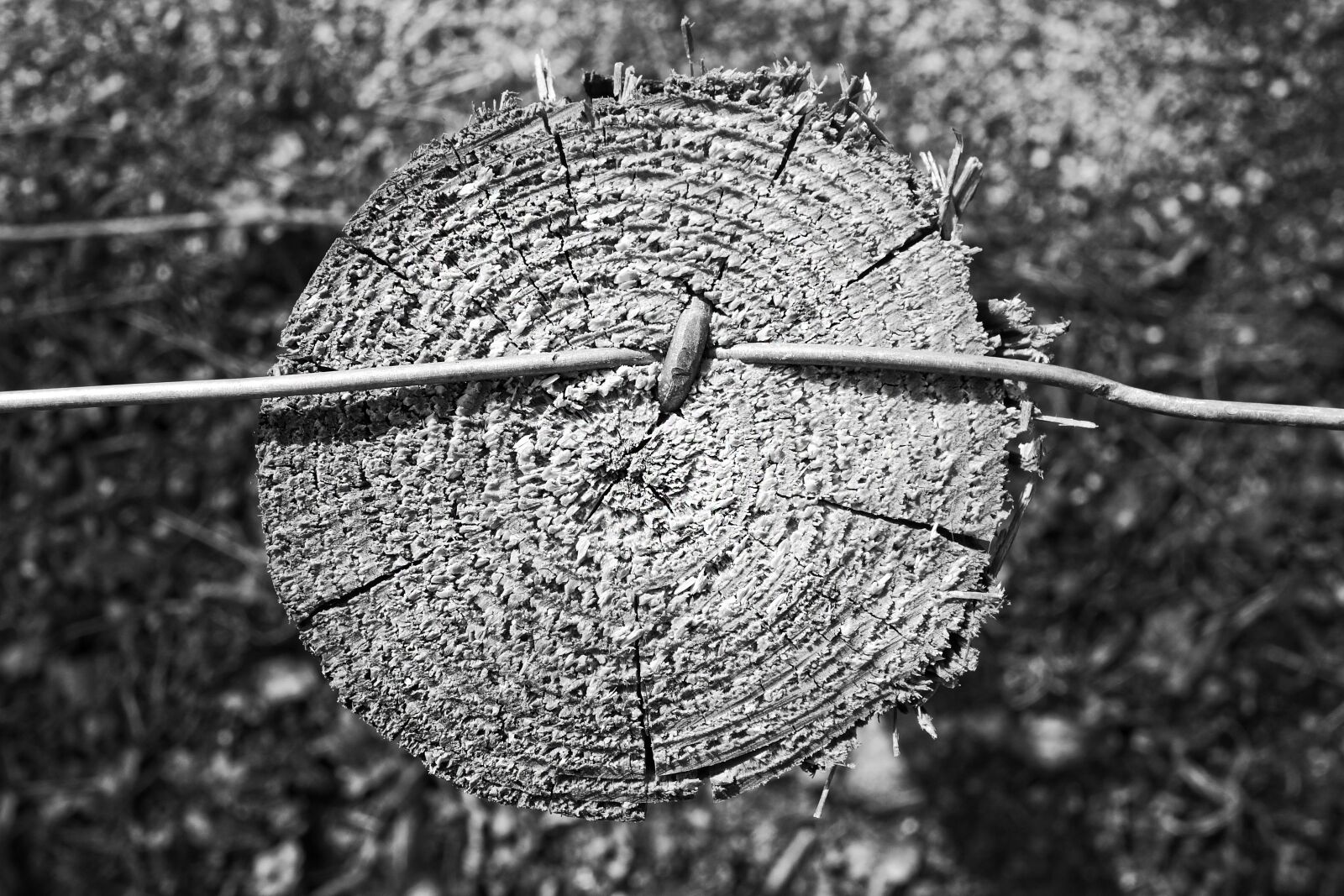 Sony Cyber-shot DSC-RX100 sample photo. Post, wood, wooden post photography