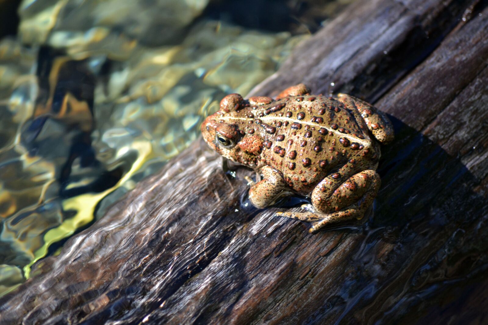 Nikon D3100 sample photo. Frog, log, water photography