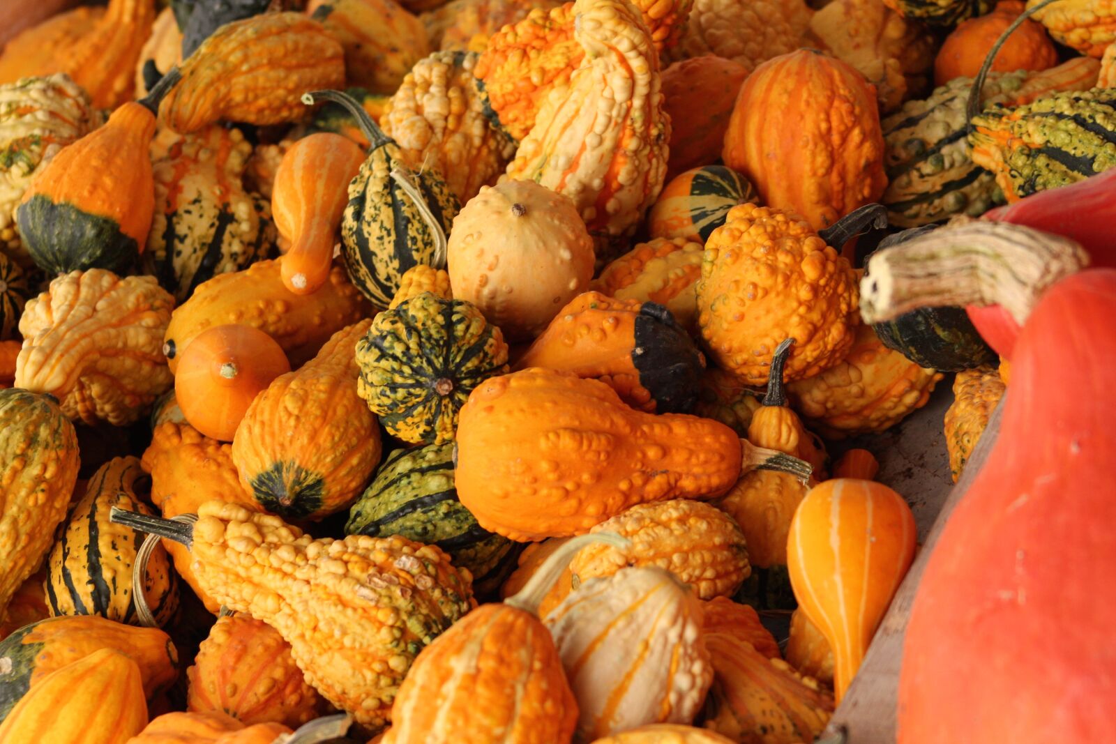 Canon EF 75-300mm f/4-5.6 sample photo. Gourds, fall, harvest photography
