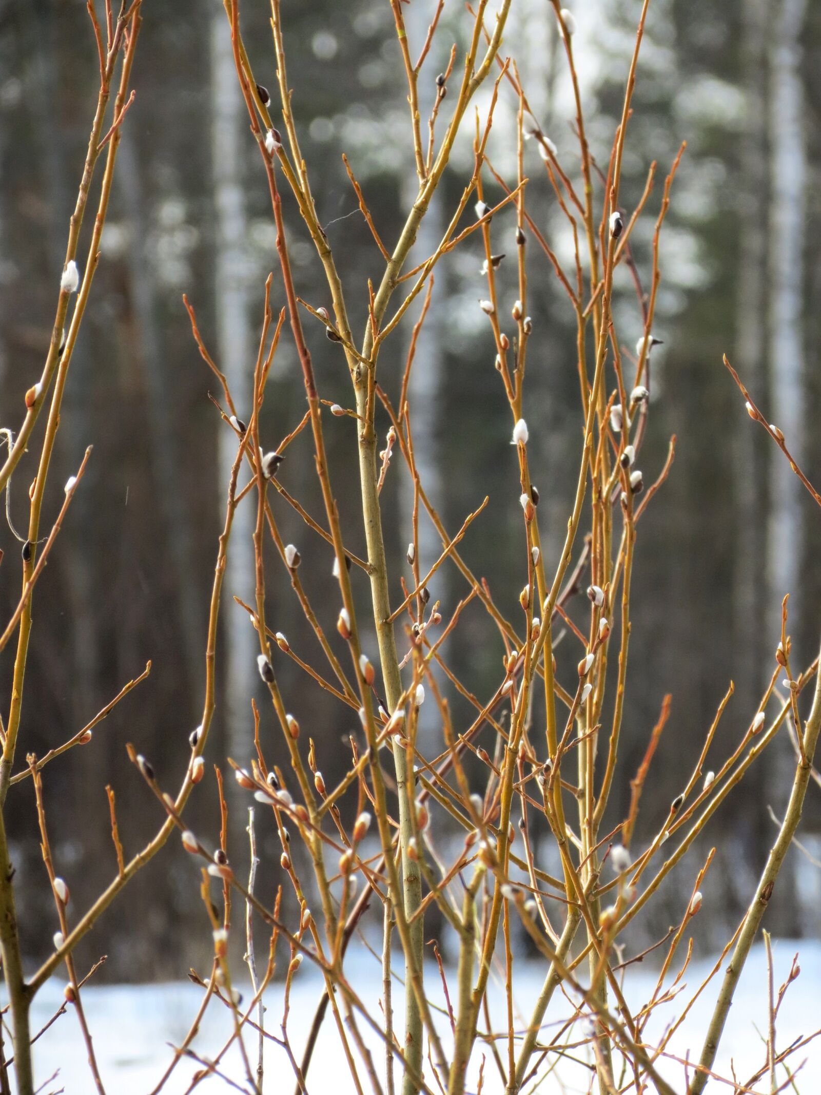 Canon PowerShot SX40 HS sample photo. Pajunk, willow cats, spring photography