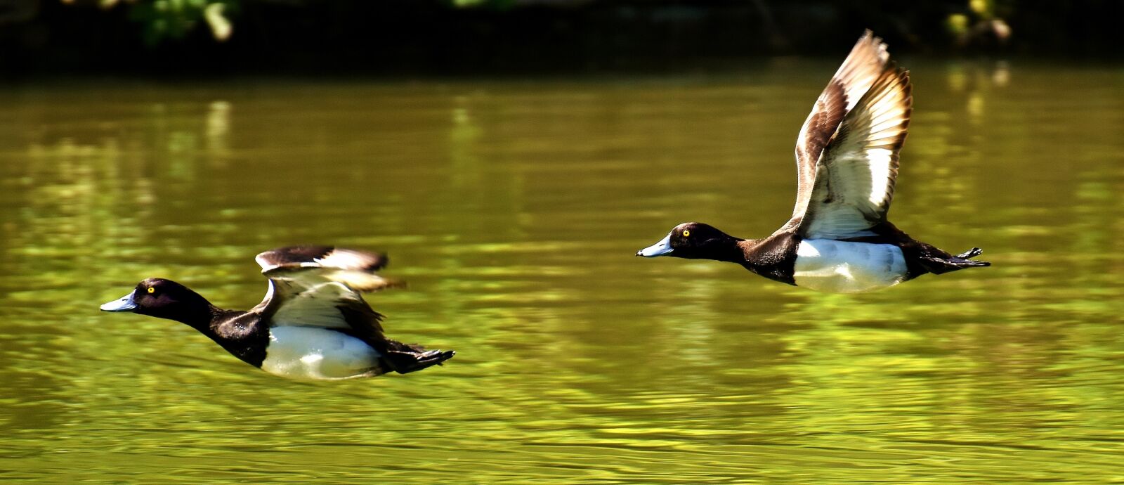 Nikon D7200 sample photo. Tufted duck, ducks, play photography