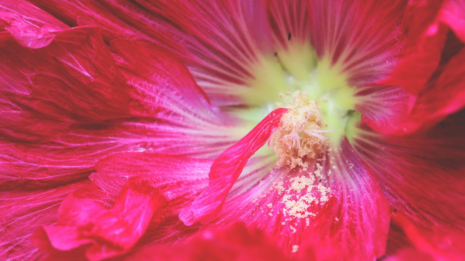 Canon EOS 6D Mark II sample photo. Flower, fresh, bright photography