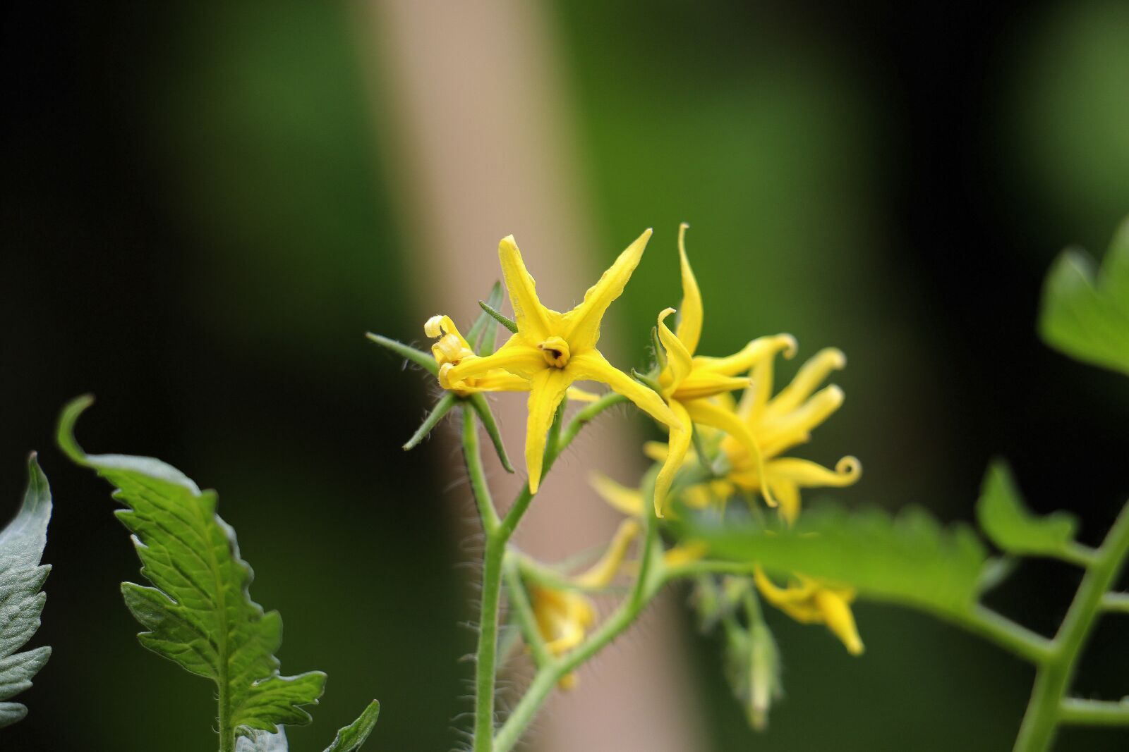 Canon EOS 70D sample photo. Tomato flower, flower, beauty photography