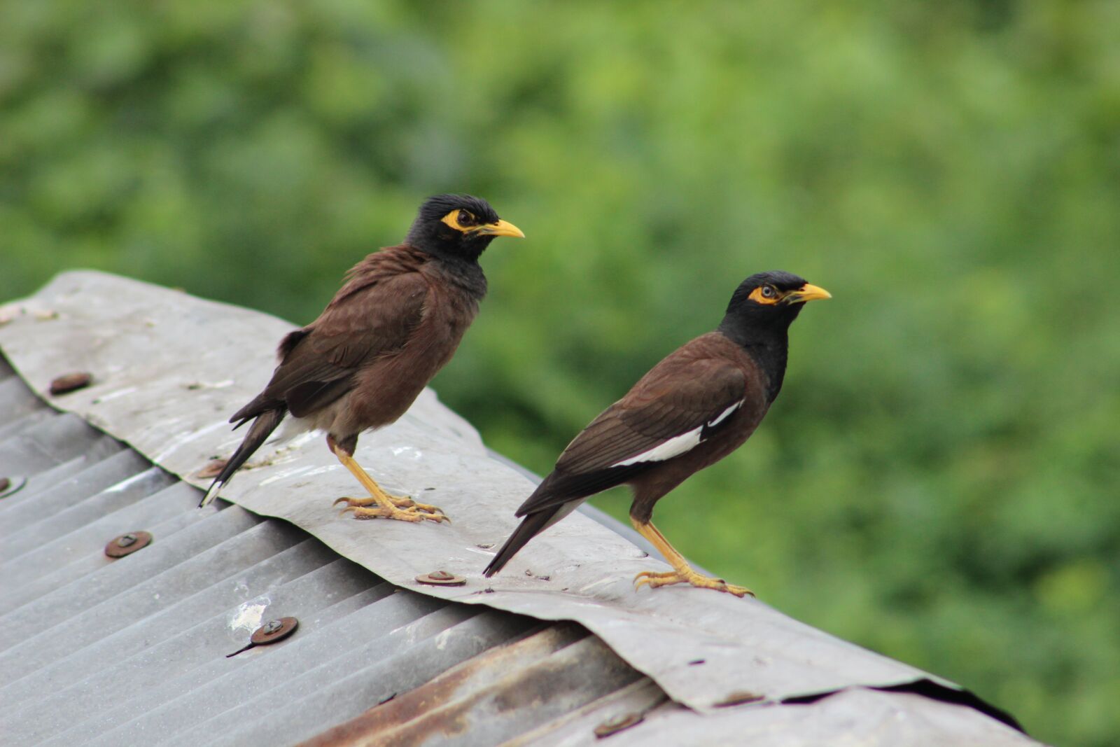 Canon EOS 600D (Rebel EOS T3i / EOS Kiss X5) sample photo. Nature, bird, nature view photography