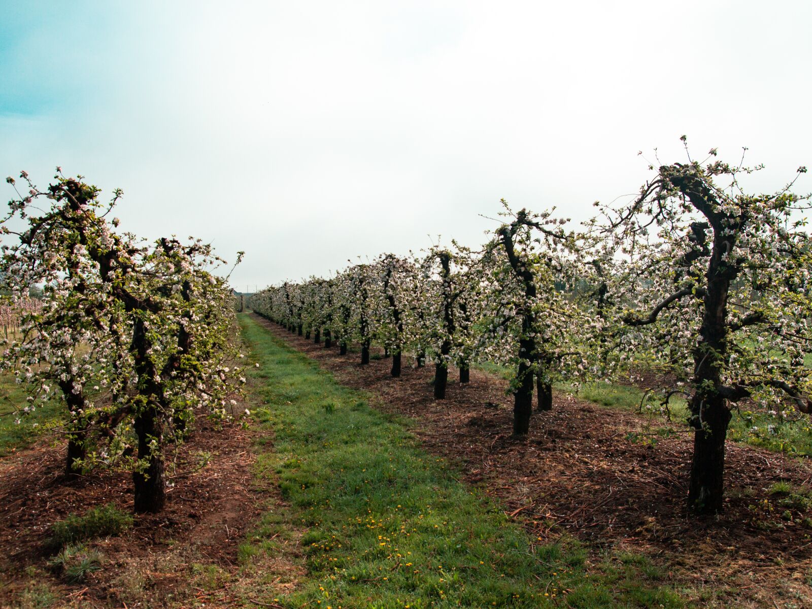 Tamron SP AF 17-50mm F2.8 XR Di II LD Aspherical (IF) sample photo. Sad, tree, apple trees photography