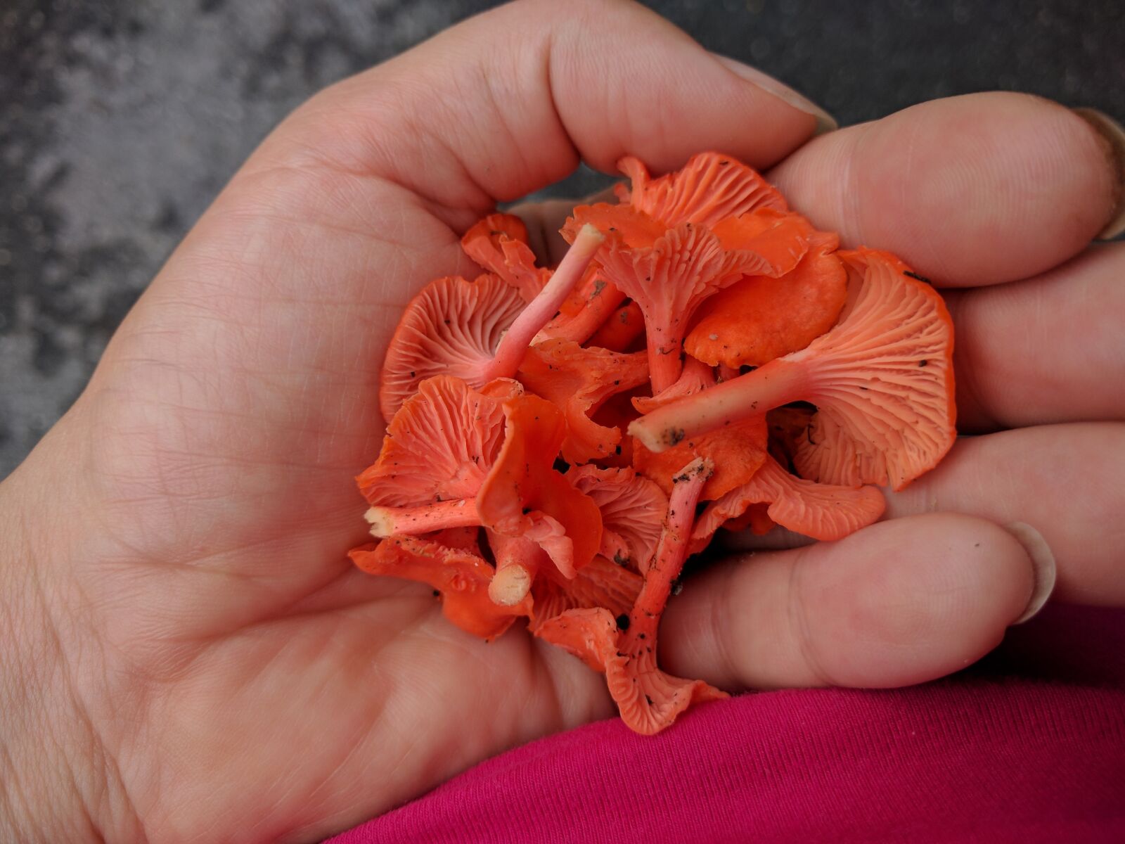 LG Nexus 5X sample photo. Hand, scarlet chanterelles, chanterelle photography