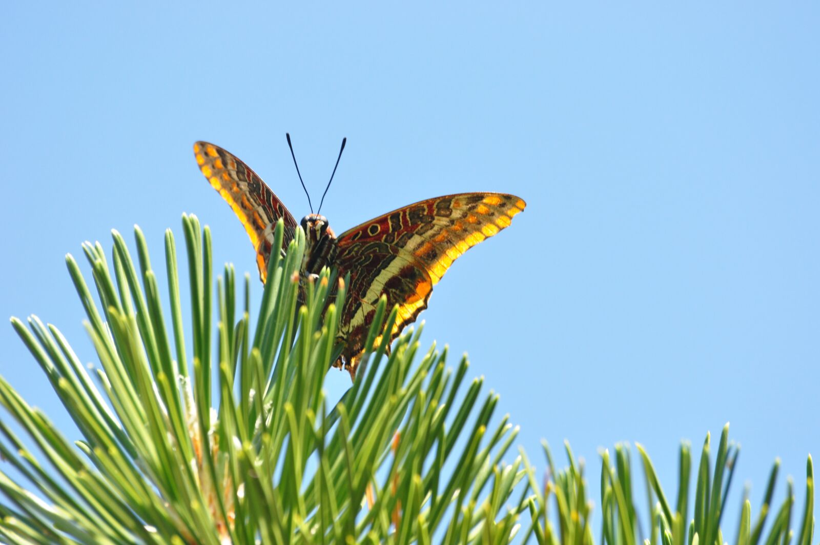 Nikon D90 sample photo. Nature, butterfly, strawberry falter photography