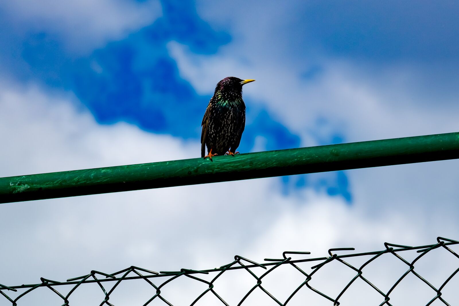 Fujifilm XF 55-200mm F3.5-4.8 R LM OIS sample photo. Starling, bird, sitting photography