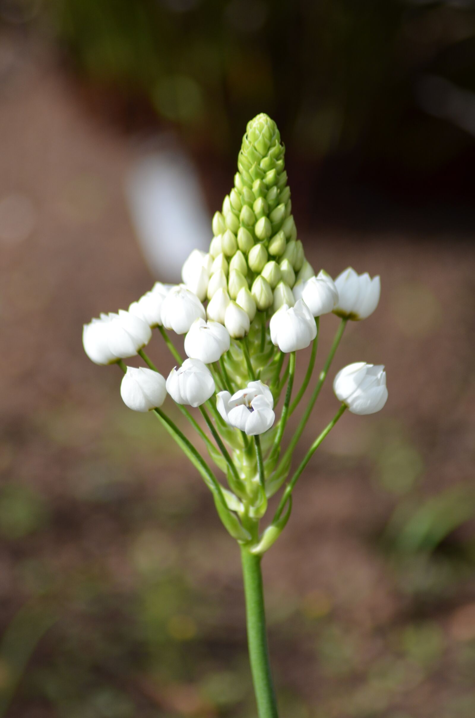 Nikon D5100 sample photo. Flower, blossom, bloom photography