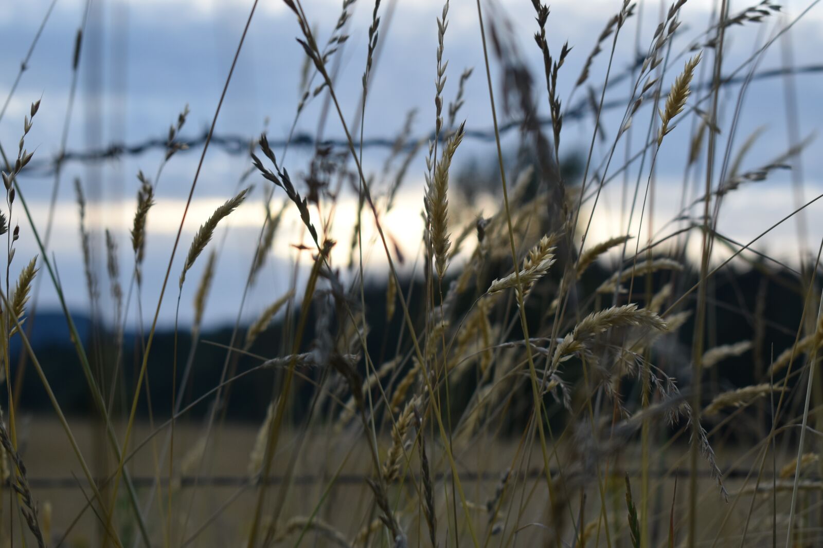 Nikon D3500 sample photo. Grass, fence, wire photography