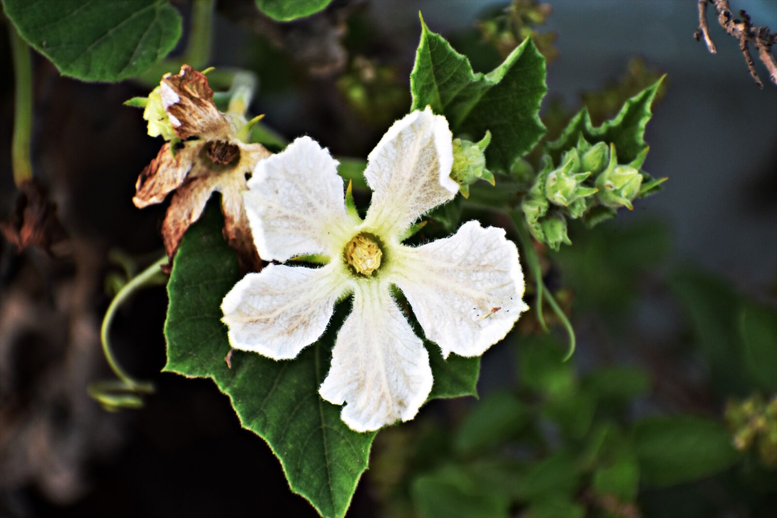 Nikon D5600 sample photo. Male flower, gourd flower photography