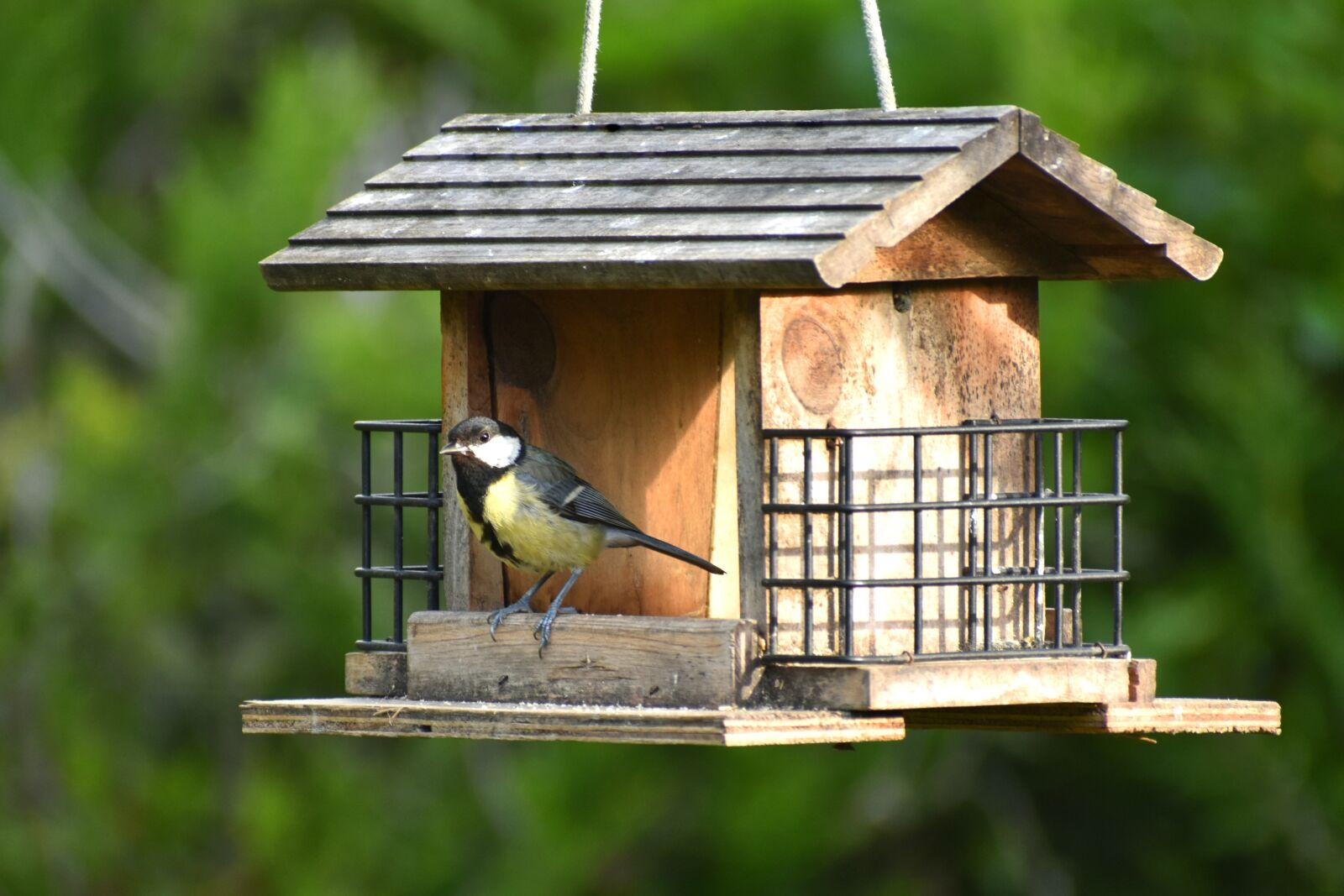 Nikon D5600 sample photo. Bird, tit, manger photography