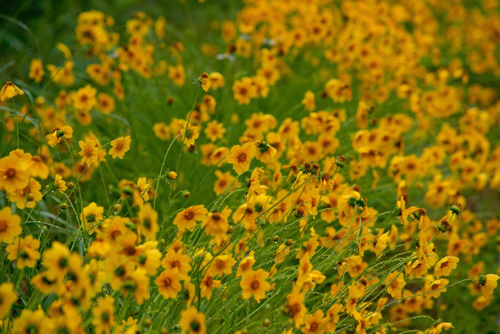 Sony Alpha DSLR-A900 sample photo. Yellow cosmos, flower, bloom photography