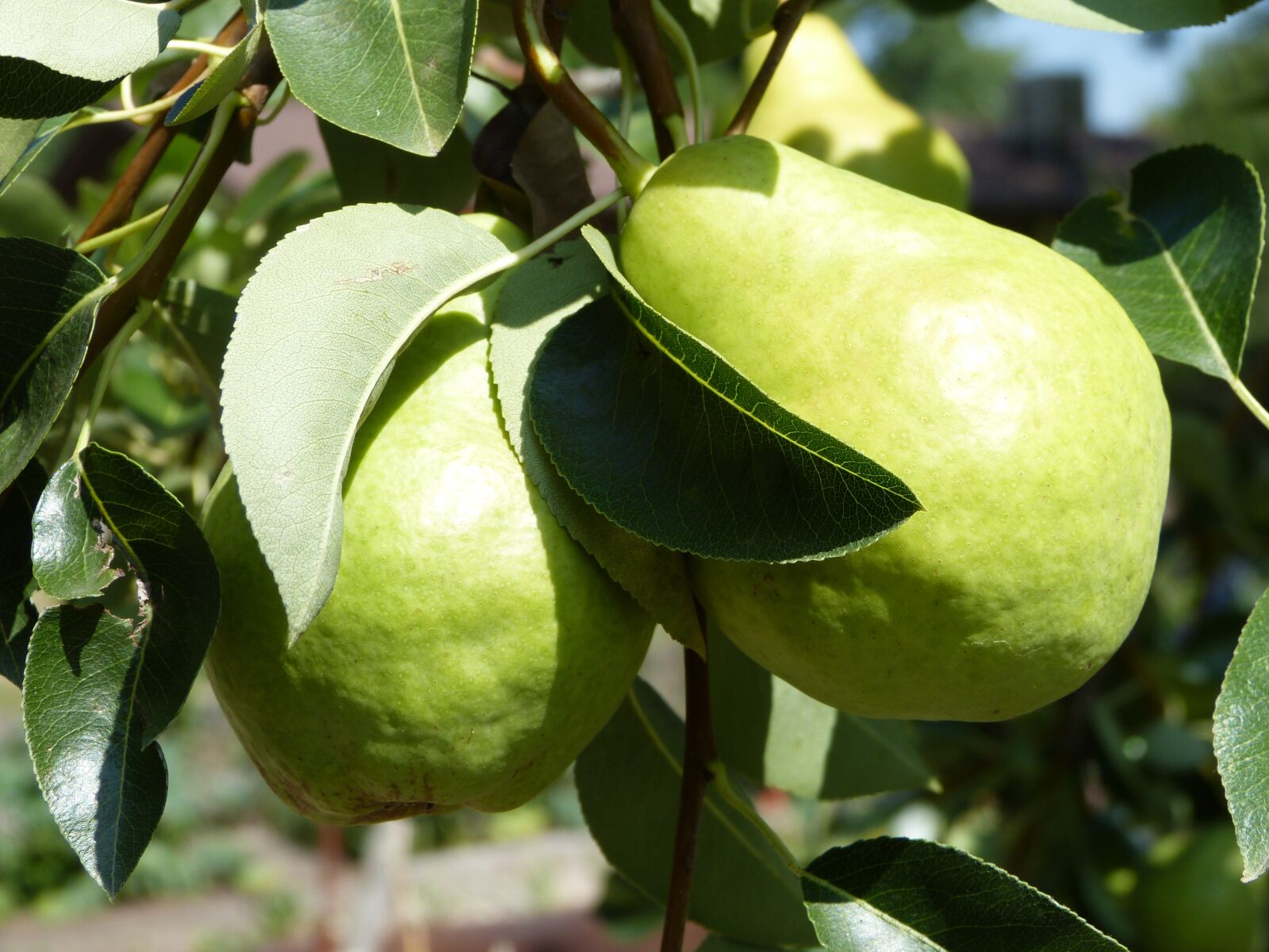 Panasonic Lumix DMC-FZ150 sample photo. Pear, fruit, fruit tree photography