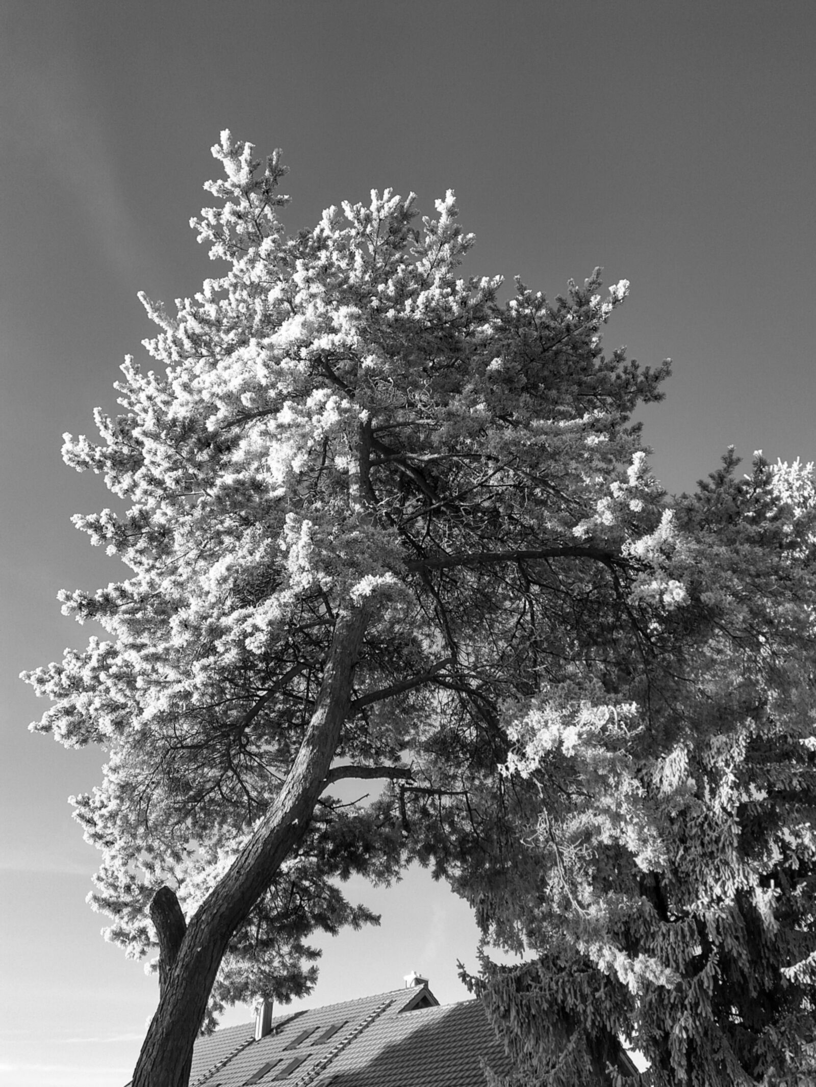 Xiaomi Redmi Note3 sample photo. Pine, ripe, winter photography