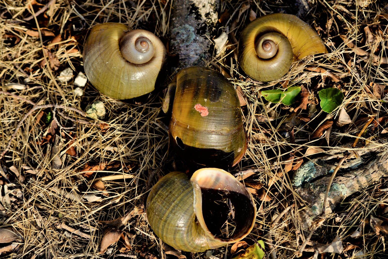 Nikon D7100 sample photo. Art, shell, snail photography