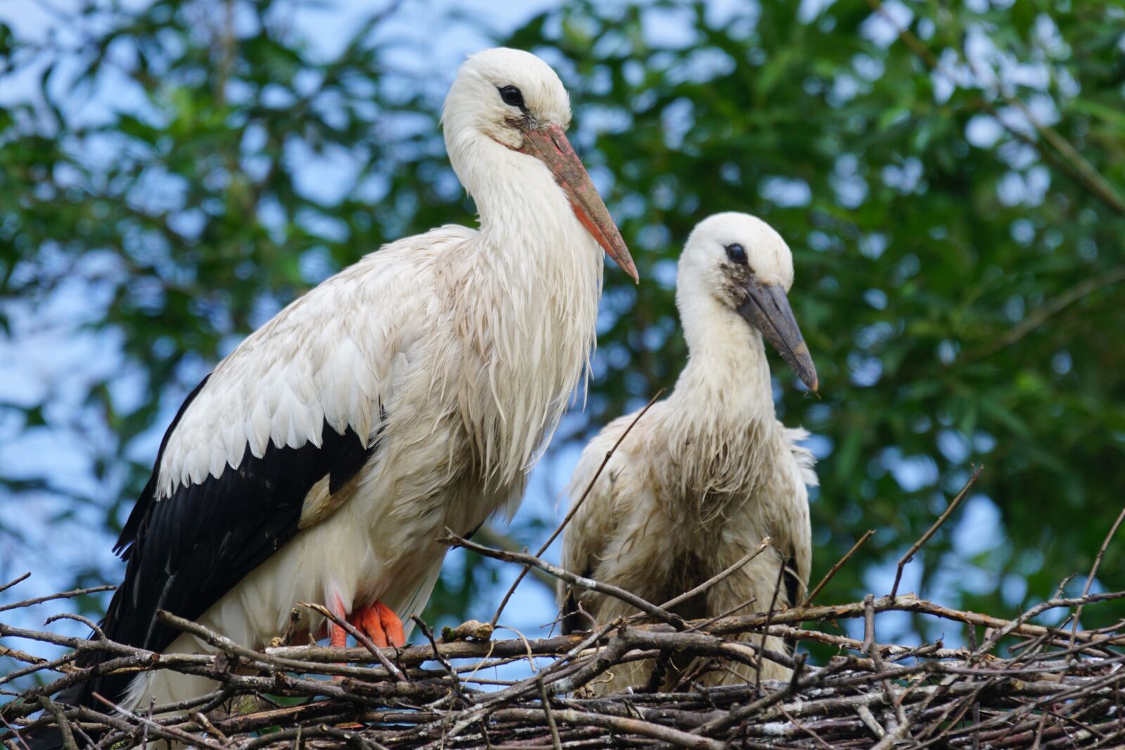 Sony ILCA-77M2 + Sony 70-400mm F4-5.6 G SSM sample photo. Stork, adebar, rattle stork photography
