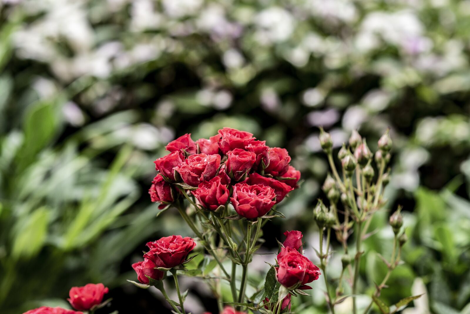 Nikon D600 sample photo. Roses, flowers, nature photography